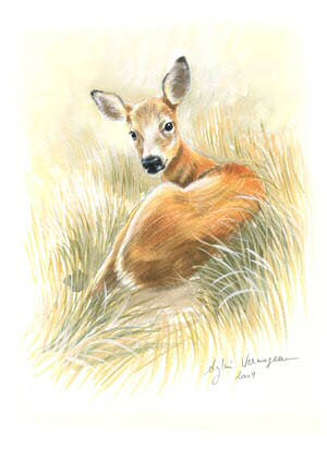 Chevrette couche