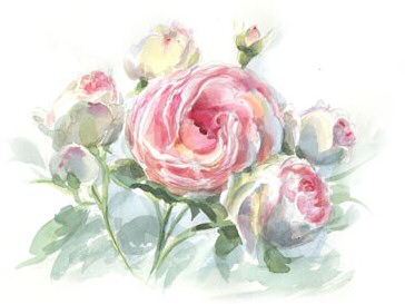 roses_Pierre_de_Ronsard