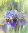 Iris Bleu