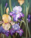 Iris_bleus_et_blancs