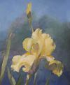 Iris Radiance Gauche